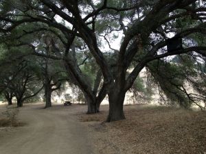 Then the High Road Trail. In the tree in the upper right is an Owl Box made by volunteers.