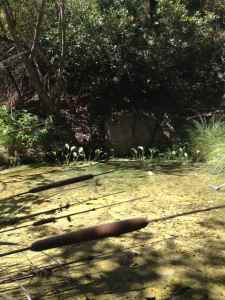 Marshy pools of water in Zuma Creek