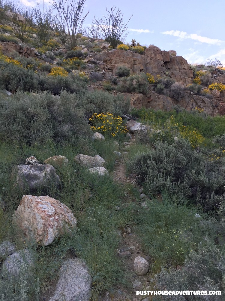 Watermarked3(2017-04-05-0757)